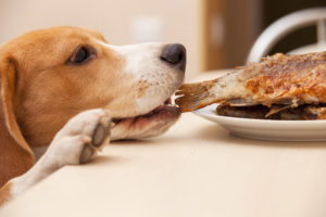 chien-danger-aliment