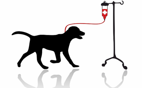 transfusions sanguines chien