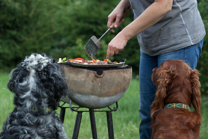 dangers barbecue chiens chats