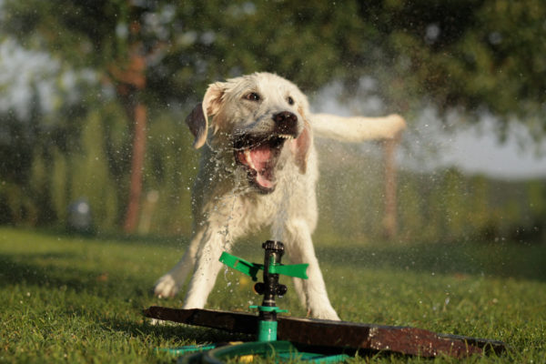 danger exces eau chien
