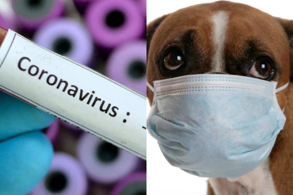 coronavirus-chien-chat-animaux