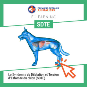 syndrome dilatation torsion estomac sdte