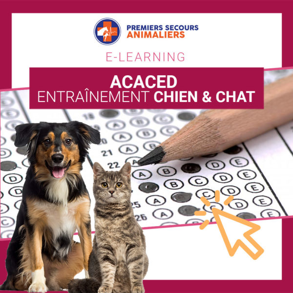 ENTRAINEMENT-ACACED-CHIEN-chat